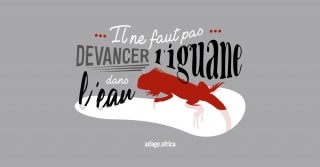 Il ne faut pas devancer l'iguane dans l'eau